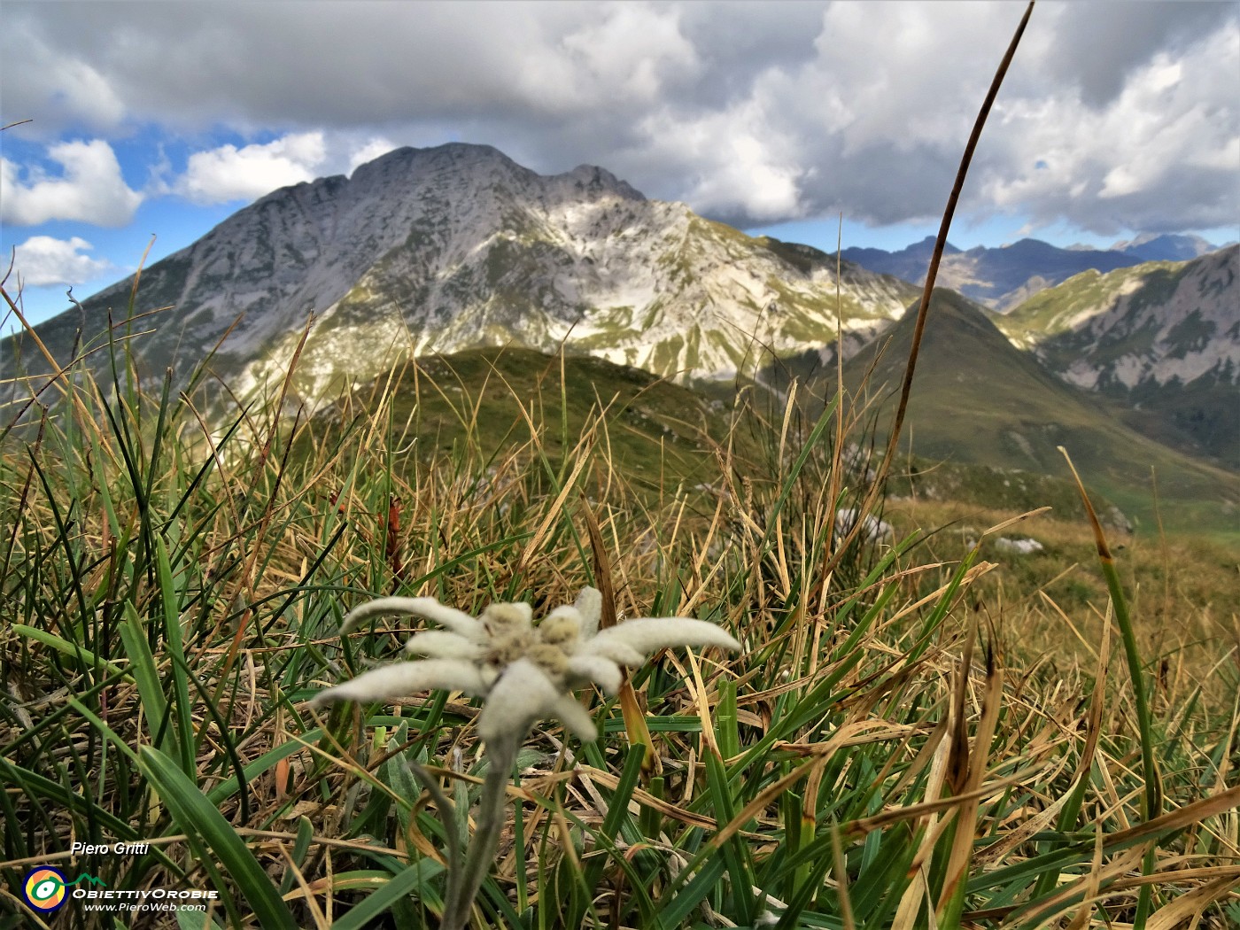 47 Leontopodium alpinum (Stella alpina) su Cima Foppazzi versante nord con vista in Pizzo Arera.JPG
